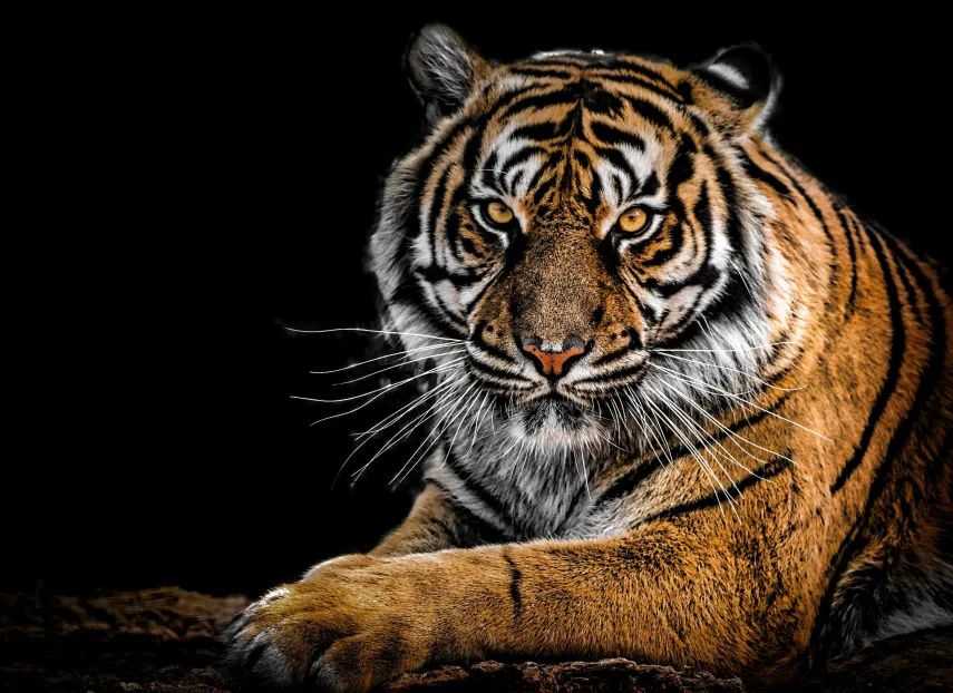 A tiger on a black background staring into the camera (Cybersecurity challenges in asset management firms)
