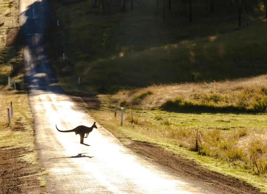 A kangaroo hopping across a road: Cybersecurity of Australian super funds under scrutiny