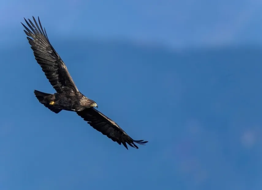A soaring eagle: Where to start with cyber security for private equity